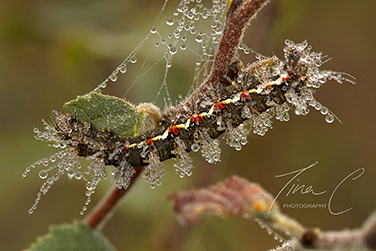 Knotgrass Moth Caterpillar