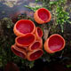 Scarlet Elfcup Fungi