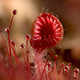 Sundew Capture