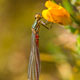 Large red damselfly lady by Tina Claffey