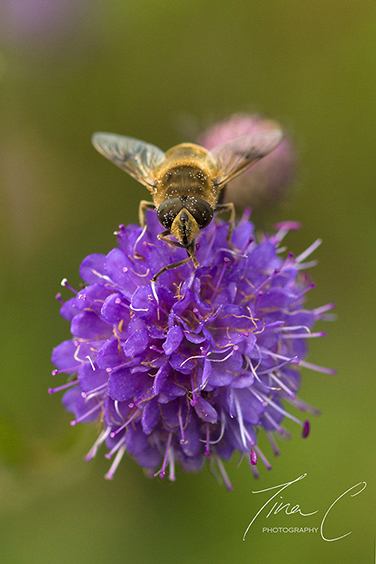Hoverfly Bee on Scabious