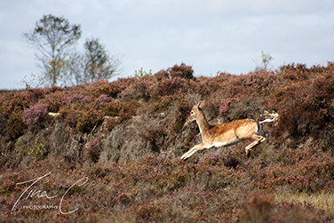 Young Stag in Flight