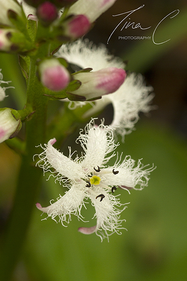 Bogbean Flower