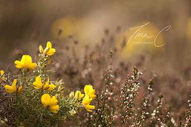 Gorse and Heather