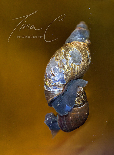 Mating Snails
