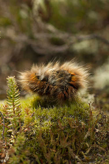 Snoozing Foxmoth Caterpillar