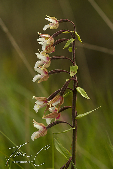 Marsh Helleborine Orchid Profile
