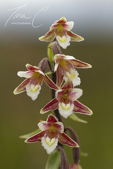 Marsh Helleborine Orchid