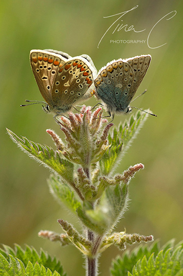 Mating Common Blues