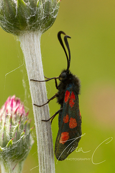 Narrow-Bordered 5 Spot Burnet Moth