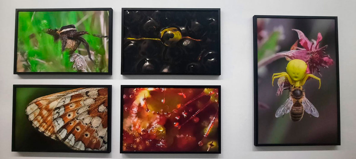HET VEENMOERAS Exhibition