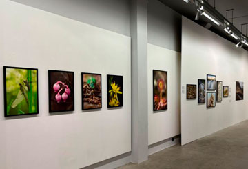 HET VEENMOERAS Exhibition